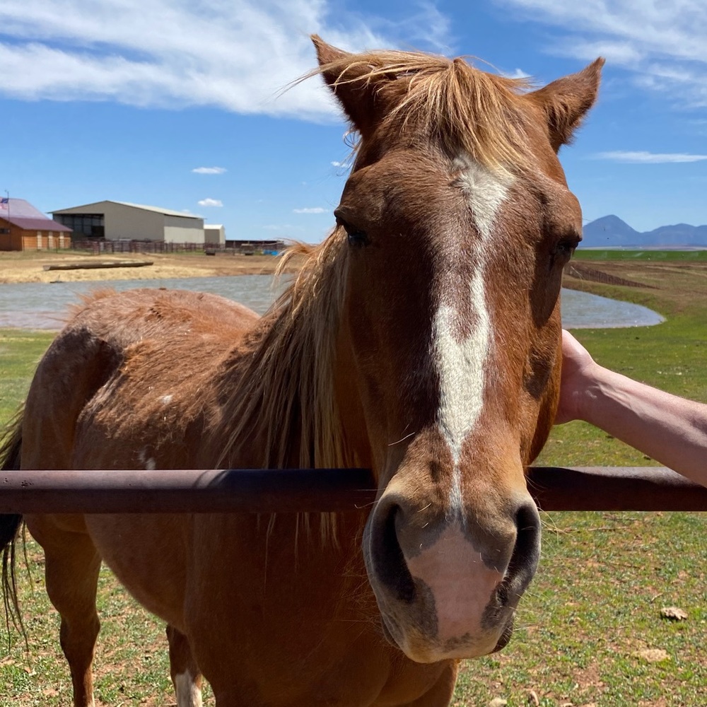 Meet your Posher, Nicole